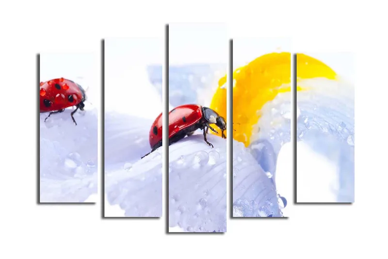 Suuri 5-osainen canvas-taulu 105x70 cm - Leppäkerttuja vaaleansinisellä kukalla vesipisaroilla, Punainen / Vaaleansininen / Keltainen