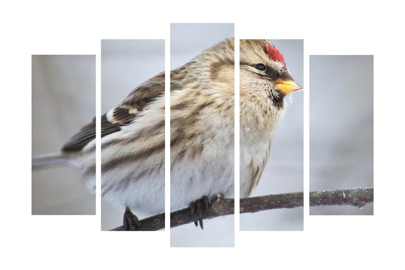 Suuri 5-osainen canvas-taulu 105x70 cm - Linnun siluetti yksityiskohtaisella höyhenpeitteellä, Beige / Harmaa / Punainen