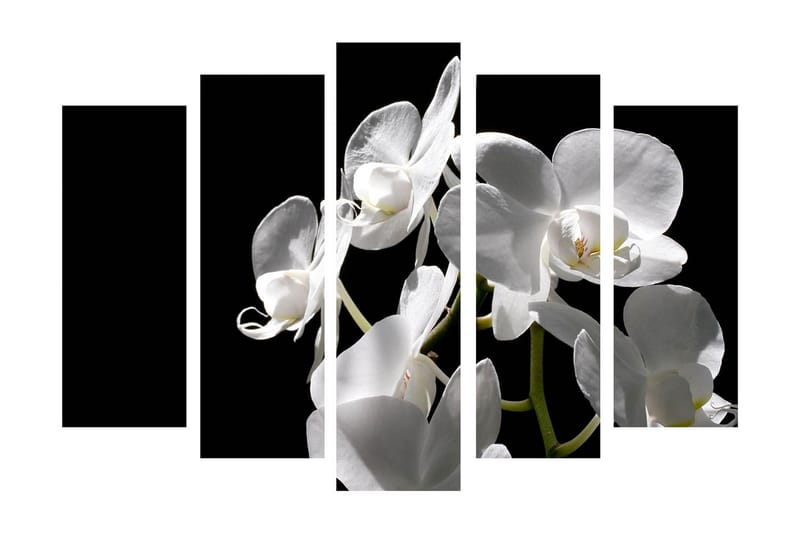 Suuri 5-osainen canvas-taulu 105x70 cm - Valkoinen orkidea eleganteilla kukilla - Valkoinen / Vihreä - Sisustustuotteet - Taulu & taide - Canvas-taulu