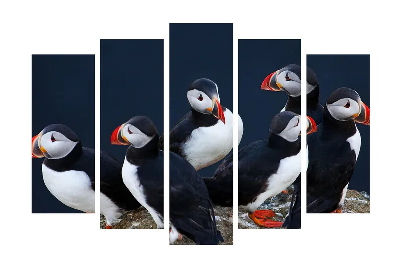 Suuri canvas-taulu, 5 osaa, 105x70 cm - Ryhmä lunneja kallion reunalla, Musta / Valkoinen / Oranssi