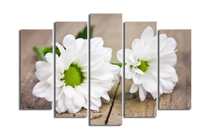 Suuri canvas-taulu, 5 osaa, 105x70 cm - Valkoisia päivänkakkaroita vihreillä keskiosilla, Valkoinen / Vihreä