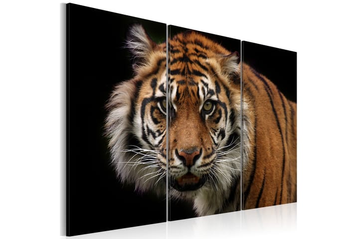 Taulu A wild tiger 90x60 - Artgeist sp. z o. o. - Canvas-taulu - Seinäkoristeet