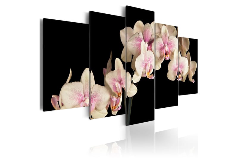 Taulu An Orchid On A Contrasting Background 100x50, Artgeist sp. z o. o.