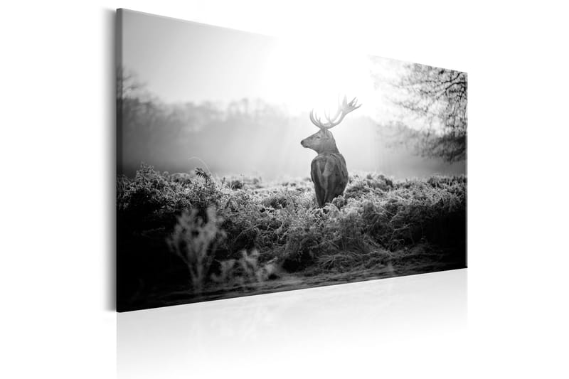 Taulu Black and White Deer 120x80 - Artgeist sp. z o. o. - Sisustustuotteet - Taulu & taide - Canvas-taulu
