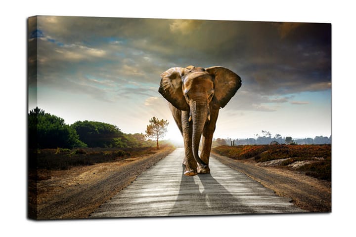 Taulu Canvas Elephant - 75x100 - Seinäkoristeet - Canvas-taulu