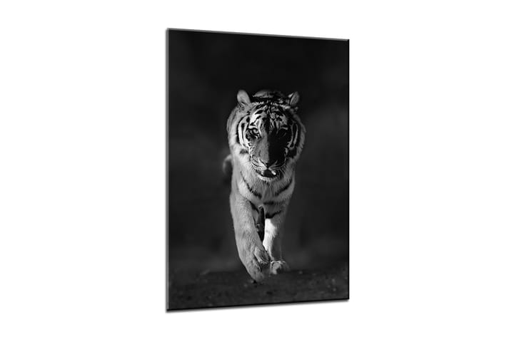 Taulu Canvas Tiger - 50x70 cm - Seinäkoristeet - Canvas-taulu