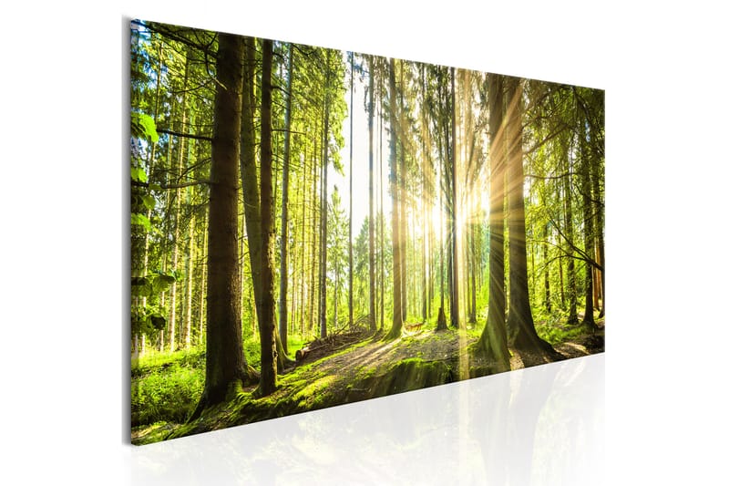 Taulu Daylight 120x40 - Artgeist sp. z o. o. - Canvas-taulu - Seinäkoristeet