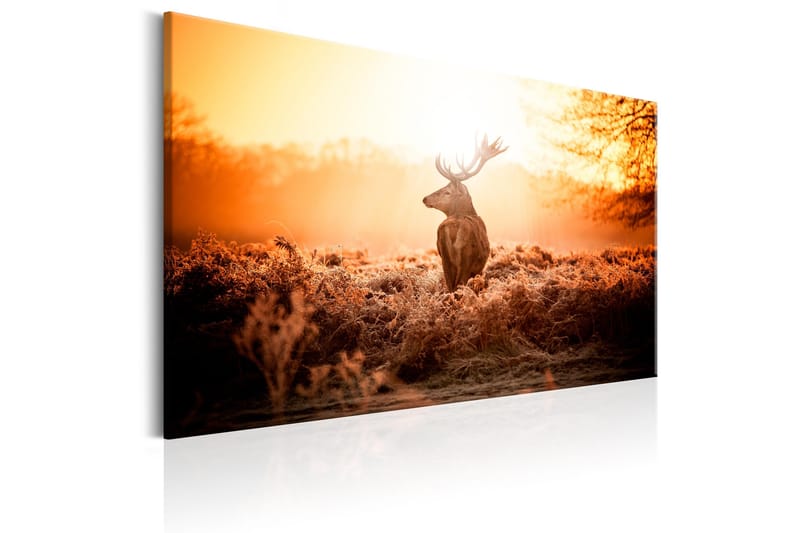 Taulu Deer in the Sun 120x80 - Artgeist sp. z o. o. - Sisustustuotteet - Taulu & taide - Canvas-taulu