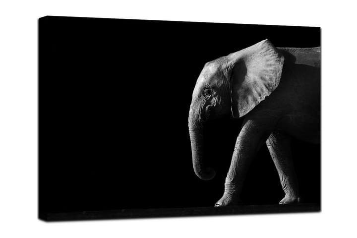 Taulu Elephant Black - 75x100 canvas - Canvas-taulu - Seinäkoristeet