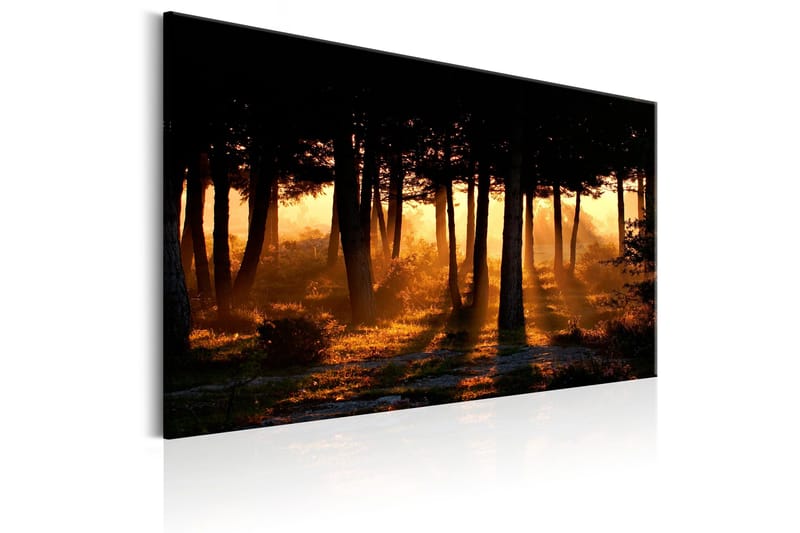 Taulu Forest Dawn 120x80 - Artgeist sp. z o. o. - Sisustustuotteet - Taulu & taide - Canvas-taulu