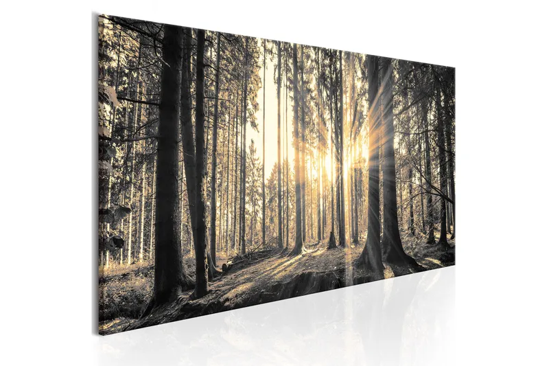 Taulu Forest Sun 135x45, Artgeist sp. z o. o.