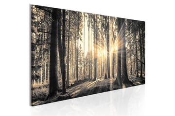Taulu Forest Sun 150x50