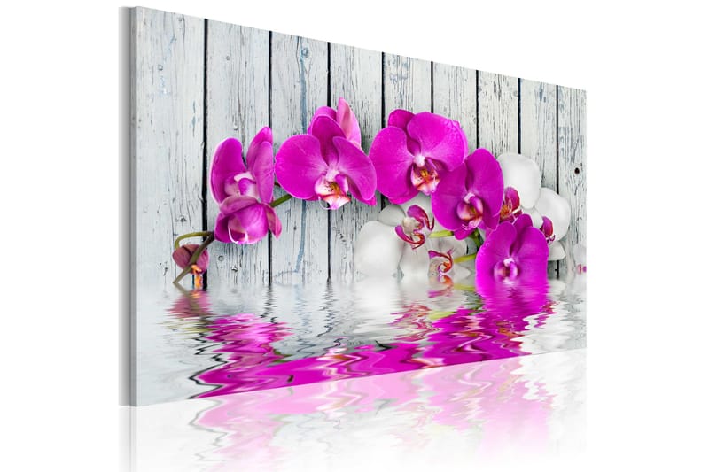 Taulu Harmonia Orkidea 60x40 - Artgeist sp. z o. o. - Sisustustuotteet - Taulu & taide - Canvas-taulu