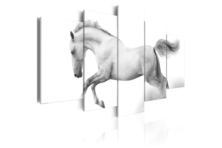 Taulu Horse- Passion And Freedom 100x50 - Artgeist sp. z o. o. - Canvas-taulu - Seinäkoristeet
