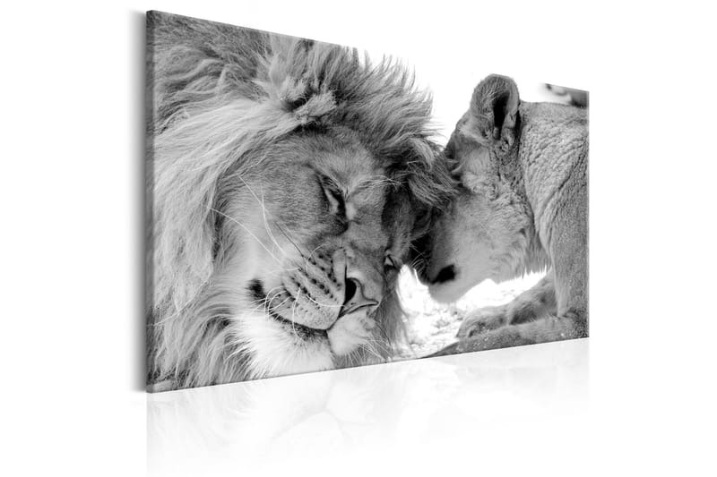Taulu Lion's Love 60x40 - Artgeist sp. z o. o. - Sisustustuotteet - Taulu & taide - Canvas-taulu