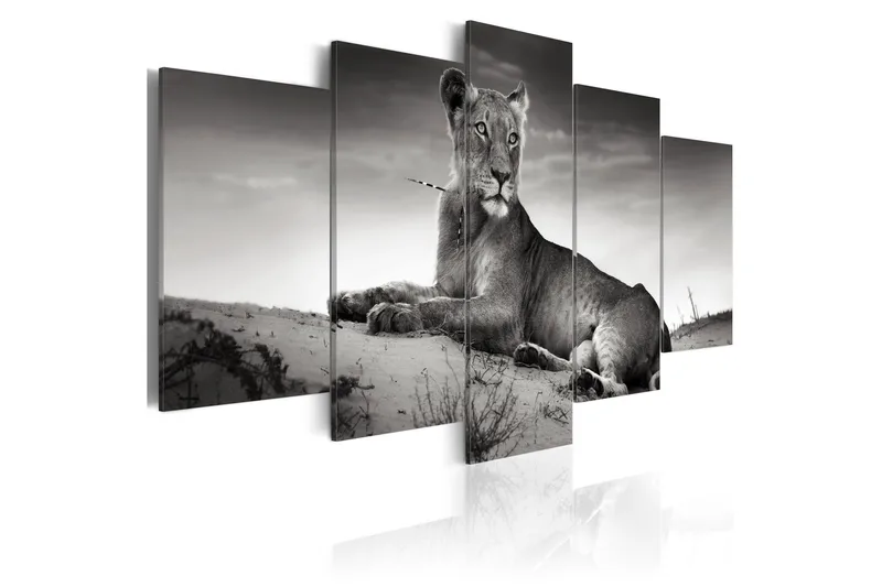 Taulu Lioness In A Desert 200x100, Artgeist sp. z o. o.