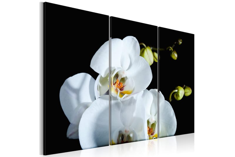 Taulu Luminen orkidea 120x80, Artgeist sp. z o. o.