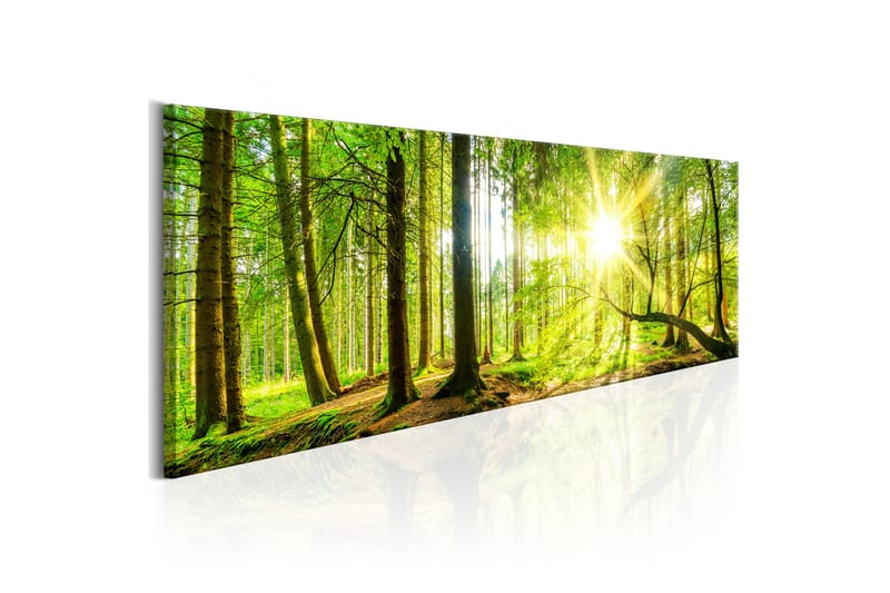 Taulu Majestic Trees 150x50 - Artgeist sp. z o. o. - Sisustustuotteet - Taulu & taide - Canvas-taulu