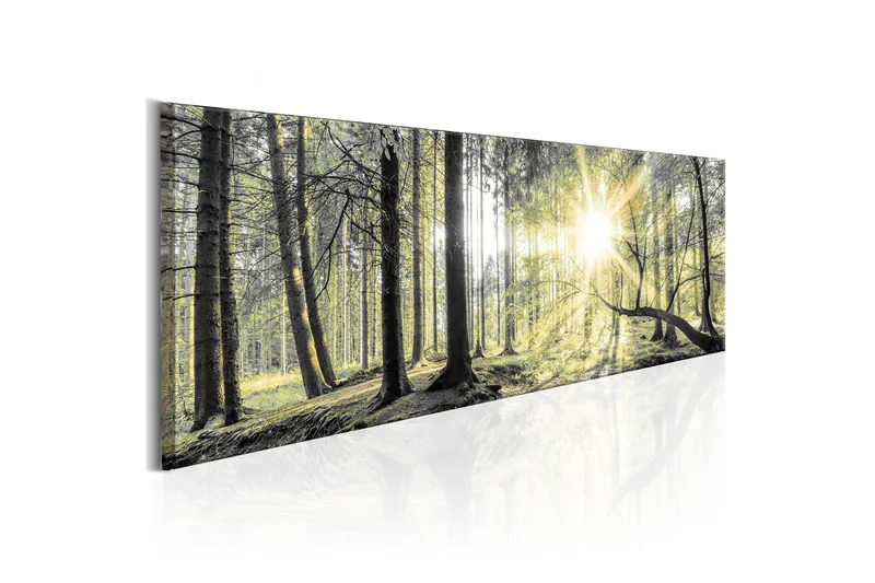 Taulu Morning Forest 150x50, Artgeist sp. z o. o.