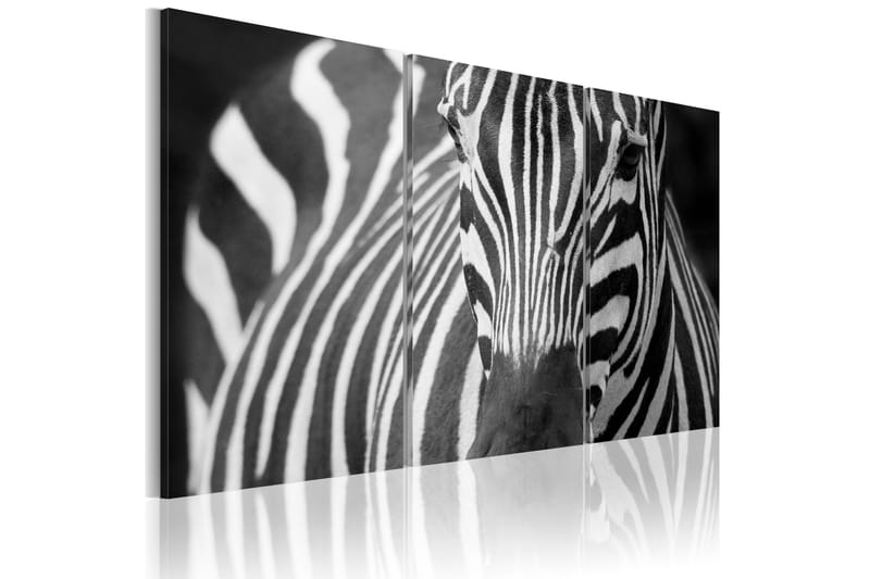 Taulu Mrs Zebra 90x60 - Artgeist sp. z o. o. - Canvas-taulu - Seinäkoristeet