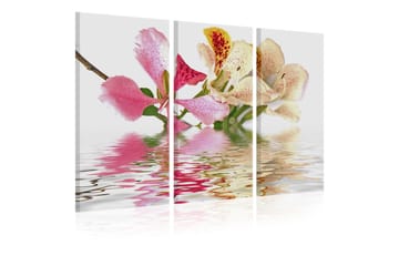 Taulu Orchid with colorful spots 90x60