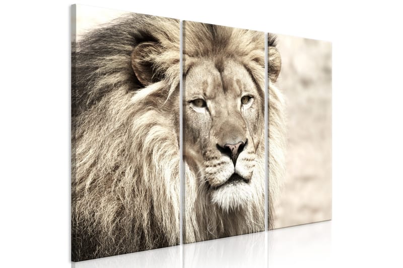Taulu The King Of Beasts 3 Parts Beige 120x80, Artgeist sp. z o. o.