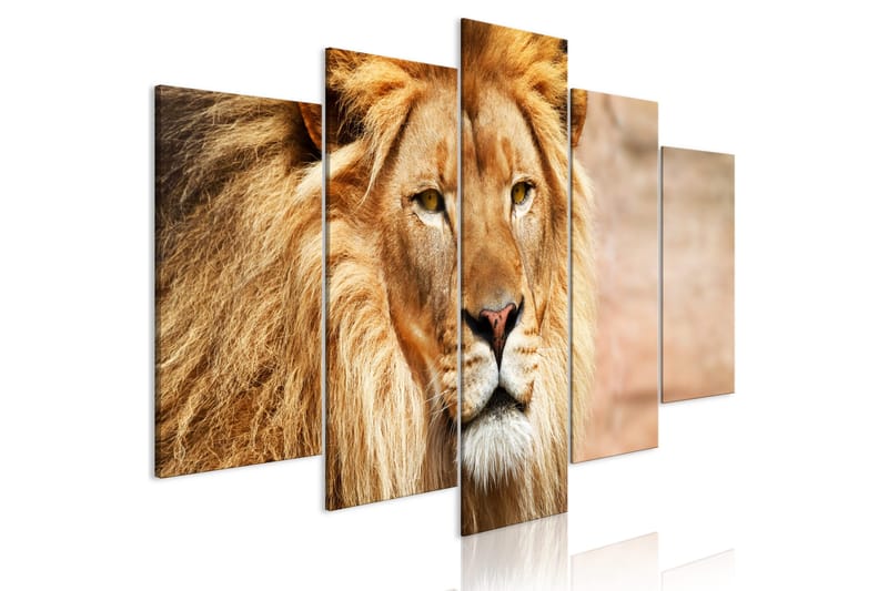 Taulu The King Of Beasts 5 Parts Wide Oranssi 100x50, Artgeist sp. z o. o.