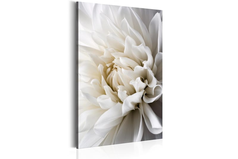 Taulu White Dahlia 80x120 - Artgeist sp. z o. o. - Sisustustuotteet - Taulu & taide - Canvas-taulu