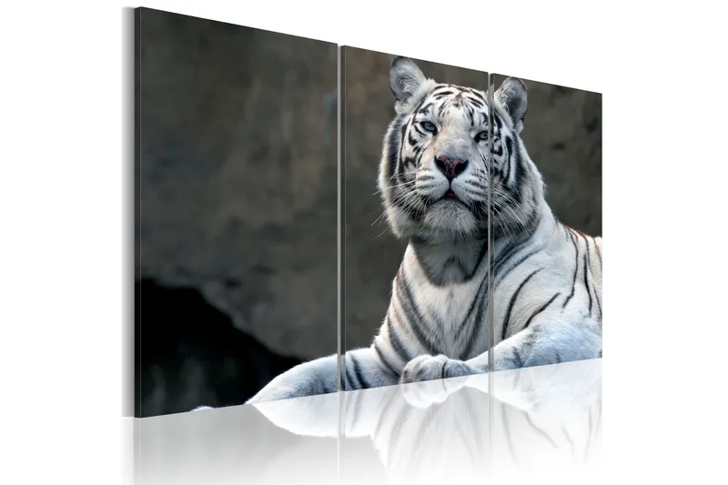 Taulu White Tiger 60x40, Artgeist sp. z o. o.