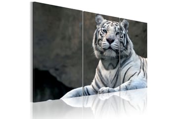 Taulu White tiger 90x60