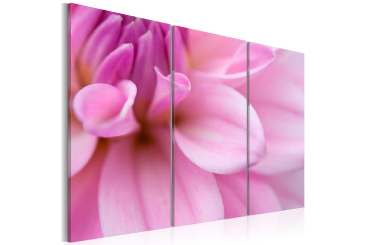 Taulu Pink Dahlia 60x40 - Artgeist sp. z o. o. - Canvas-taulu - Seinäkoristeet