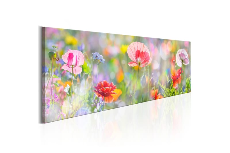 Tavla Rainbow of Morning Poppies 120x40 - Sisustustuotteet - Taulu & taide - Canvas-taulu
