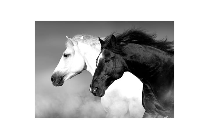 Canvastaulu Hevonen Musta/Valkoinen 75x100 cm - Musta/Valkoinen - Canvas-taulu - Seinäkoristeet