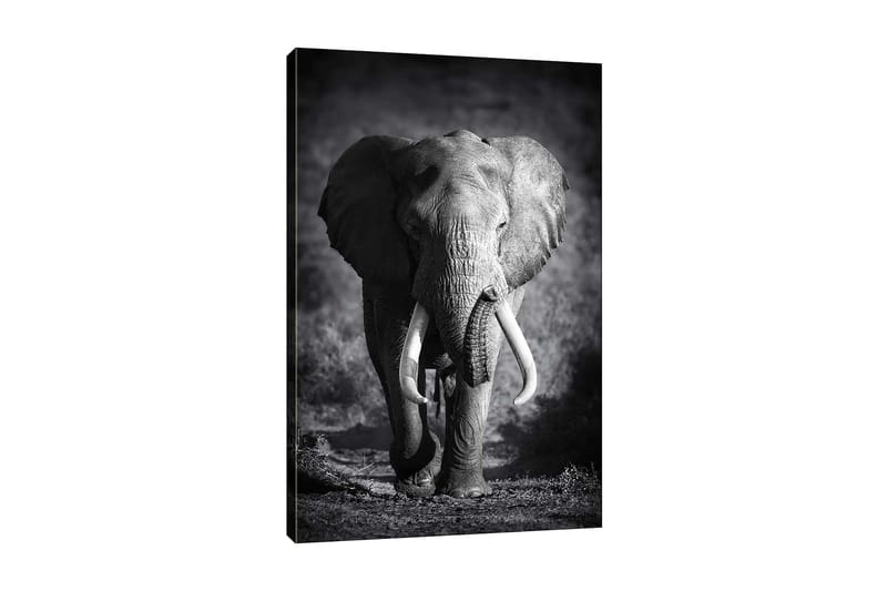 Decoratiivinen Canvas-taulu 70x100, undefined