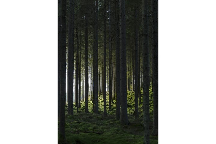 Juliste Woods 21x30 cm - Musta/Vihreä - Juliste