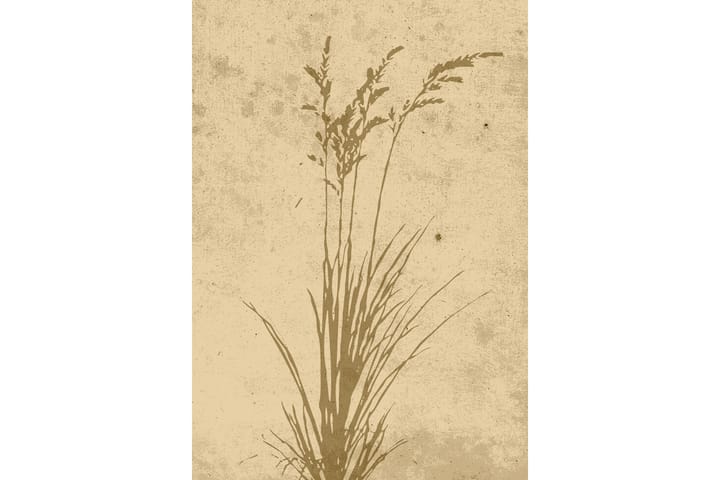 Juliste Plant art 21x30 cm - Beige - Juliste