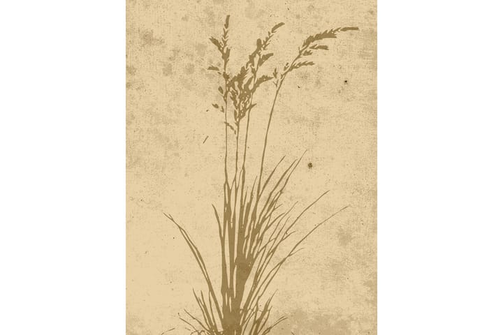 Juliste Plant art 30x40 cm - Beige - Juliste