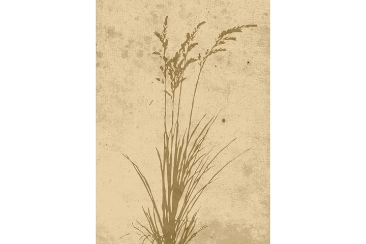 Juliste Plant art 50x70 cm - Beige - Juliste