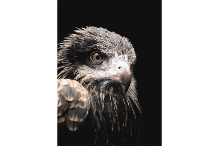 Black Eagle Kuva Harmaa/Beige/Musta - 50x70 cm - Eläin juliste - Juliste