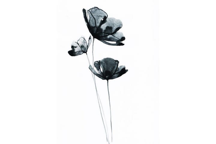 Black Flower Watercolour Maalaus Valkoinen - 50x70 cm - Kasvi juliste - Juliste