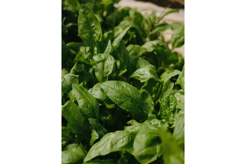 Juliste Green leaf 30x40 cm, Vihreä