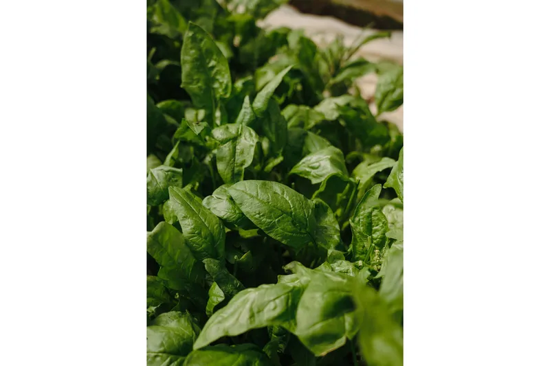 Juliste Green leaf 70x100 cm, Vihreä