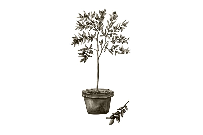 Juliste Olive 30x40 cm, Valkoinen/Vihreä