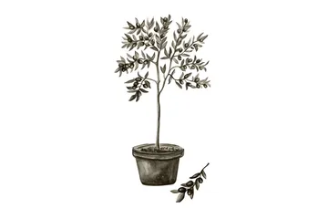 Juliste Olive 30x40 cm - Valkoinen/Vihreä - Sisustustuotteet - Taulu & taide - Juliste