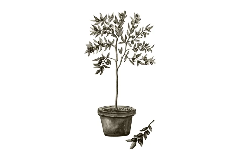 Juliste Olive 30x40 cm, Valkoinen/Vihreä