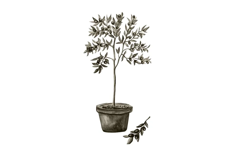 Juliste Olive 50x70 cm, Valkoinen/Vihreä