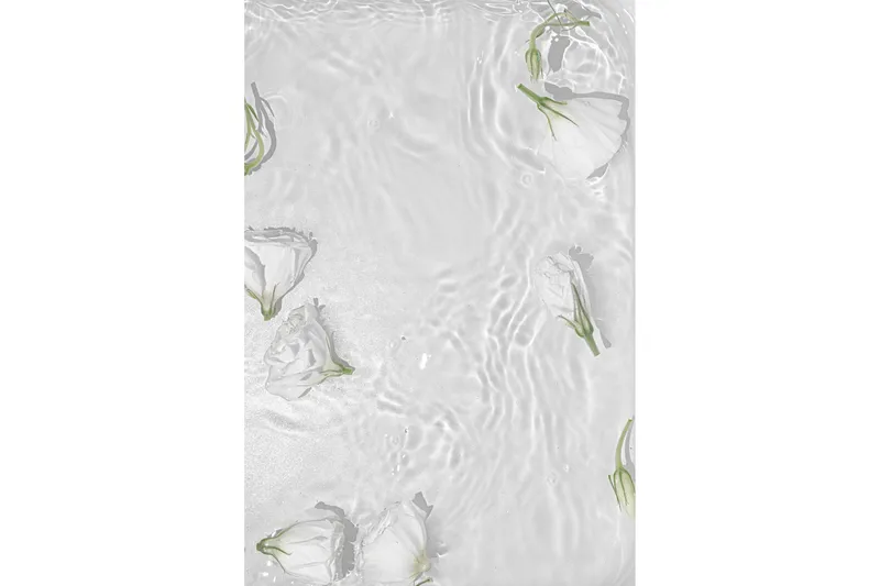Juliste White Roses 30x40 cm, Valkoinen