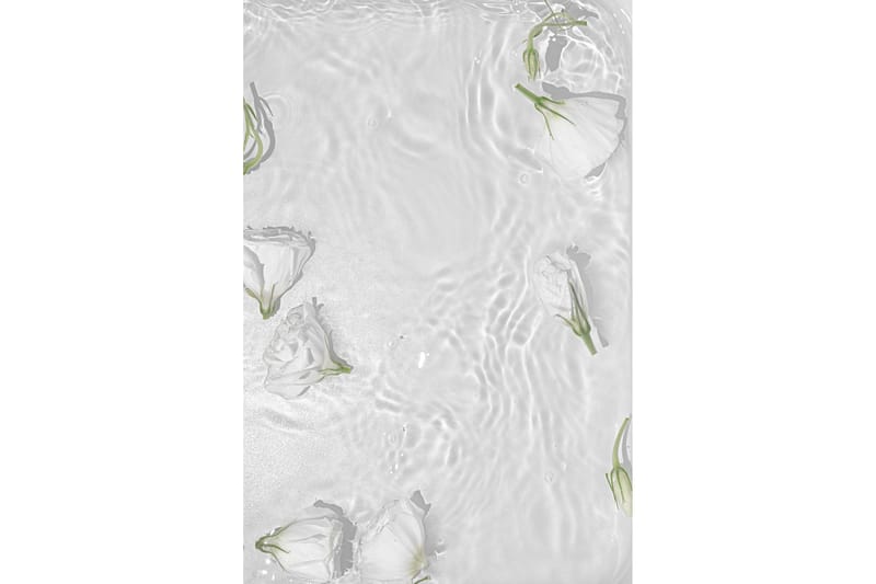 Juliste White roses 50x70 cm - Valkoinen - Juliste