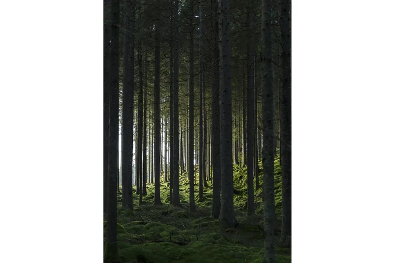 Juliste Woods 50x70 cm, Musta/Vihreä