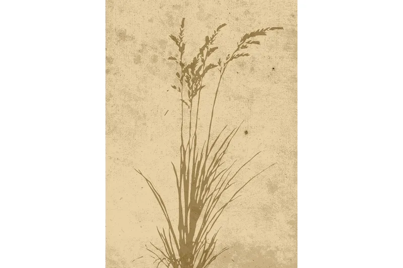 Juliste Plant art 50x70 cm, Beige